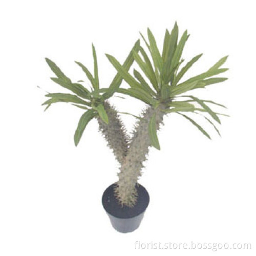 Cactus W/Pot